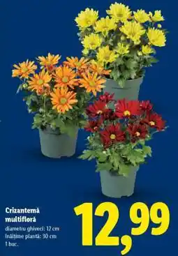 Lidl Crizantemă multifloră Ofertă