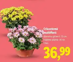 Lidl Crizantemă multifloră Ofertă