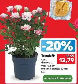 Kaufland Trandafir rosa Ofertă