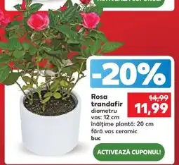 Kaufland Rosa trandafir Ofertă