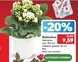 Kaufland Kalanchoe Ofertă