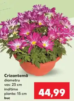 Kaufland Crizantemă Ofertă