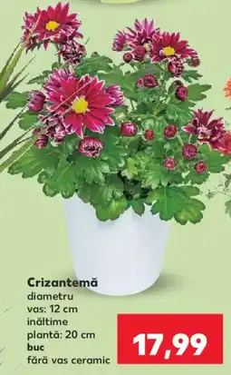 Kaufland Crizantemă Ofertă