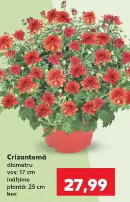 Kaufland Crizantemă Ofertă