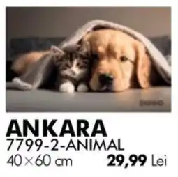 Diego Ankara 7799-2-animal Ofertă
