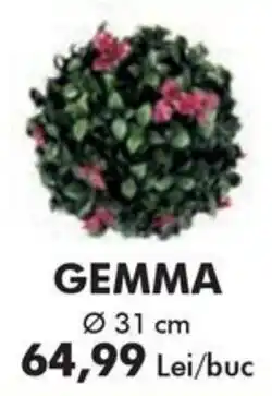 Diego Gemma Ofertă