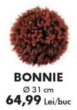 Diego Bonnie Ofertă