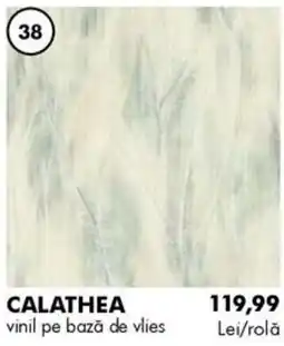 Diego Calathea Ofertă
