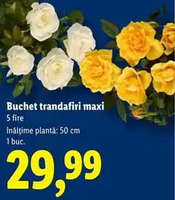 Lidl Buchet trandafiri maxi Ofertă