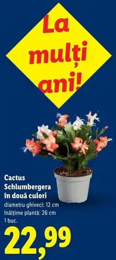 Lidl Cactus Schlumbergera în două culori Ofertă