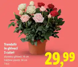 Lidl Trandafir în ghiveci 3 culori Ofertă