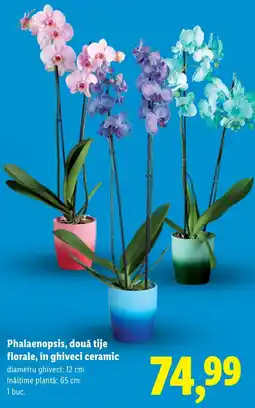 Lidl Phalaenopsis, două tije florale, în ghiveci ceramic Ofertă