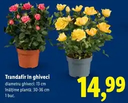 Lidl Trandafir în ghiveci Ofertă