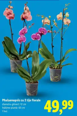 Lidl Phalaenopsis cu 2 tije florale Ofertă