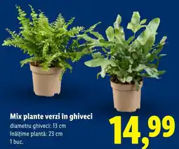 Lidl Mix plante verzi în ghiveci Ofertă