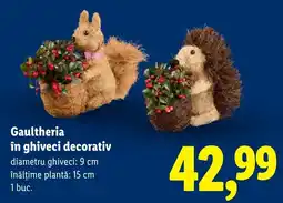 Lidl Gaultheria în ghiveci decorativ Ofertă