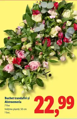 Lidl Buchet trandafiri și Alstroemeria Ofertă