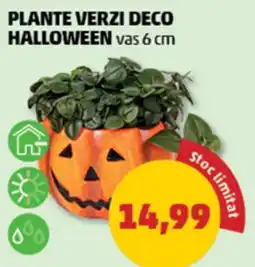 Penny Plante Verzi Deco Halloween Ofertă