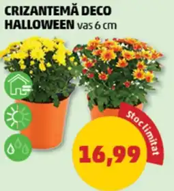 Penny Crizantemă deco halloween Ofertă