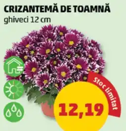 Penny Crizantemă de toamnă Ofertă