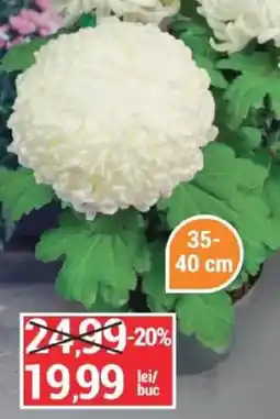 Merkur Pikok trandafiri albi Ofertă