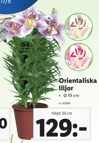 Lidl Orientaliska liljor erbjuda