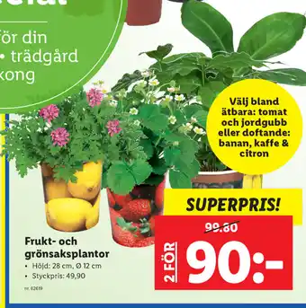 Lidl Frukt- och grönsaksplantor erbjuda