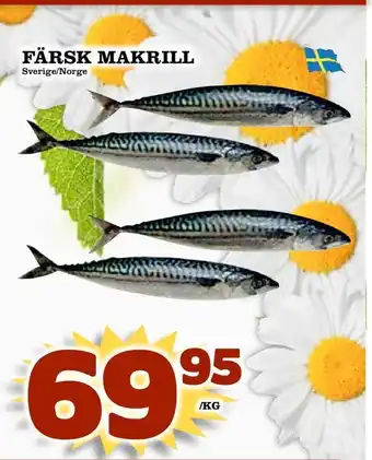 Färsk makrill