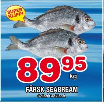 Nya Pulsen Färsk seabream erbjuda