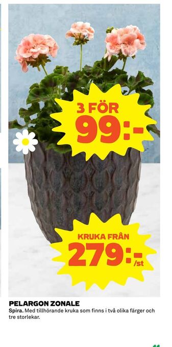 Coop Extra Pelargon zonale erbjuda
