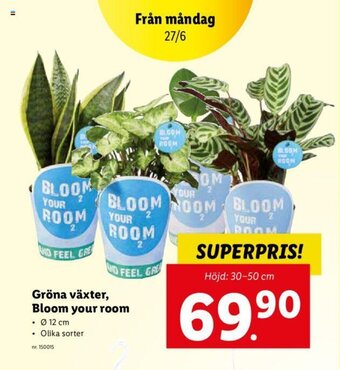 Lidl Gröna växter, bloom your room erbjuda