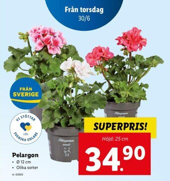 Lidl Pelargon erbjuda