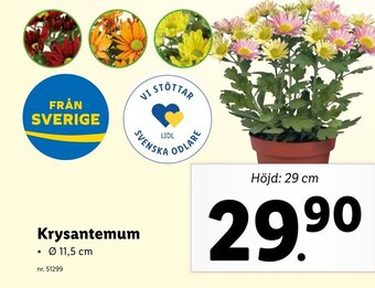 Lidl Krysantemum erbjuda