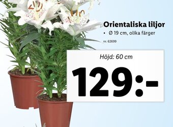 Lidl Orientaliska liljor erbjuda