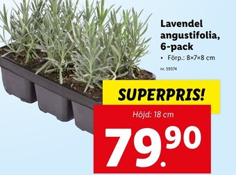 Lidl Lavendel angustifolia, 6 pack erbjuda