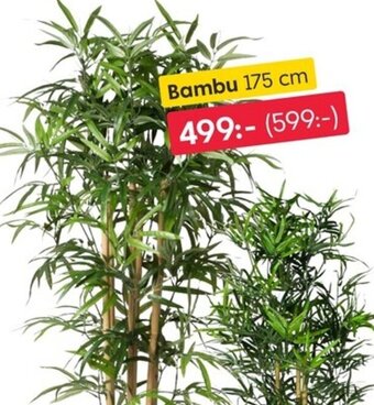 Bambu