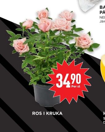 Willys Hemma Ros i kruka erbjuda