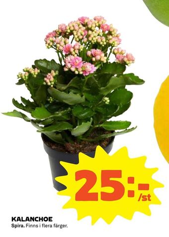 Coop Kalanchoe erbjuda