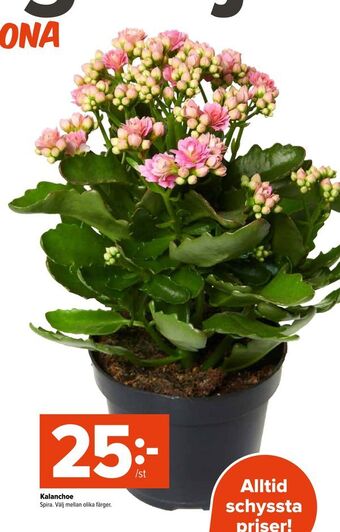 Coop Extra Kalanchoe erbjuda