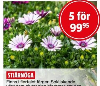 Bauhaus Stjärnöga erbjuda