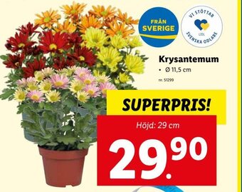 Lidl Krysantemum erbjuda
