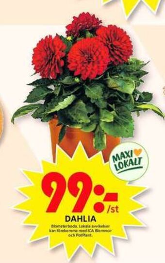 ICA Maxi Blomsterboda plantor erbjuda