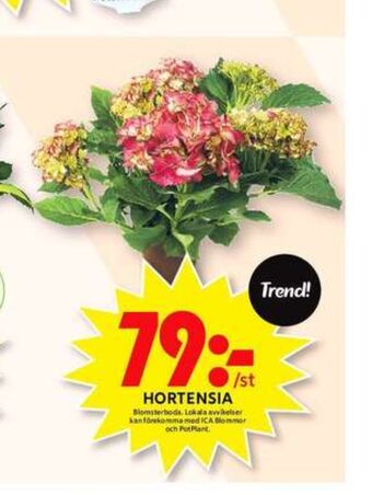 ICA Maxi Blomsterboda plantor erbjuda
