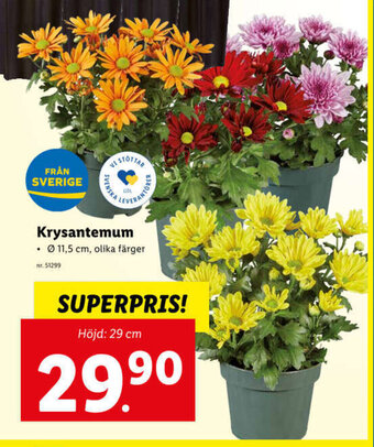 Lidl Krysantemum erbjuda