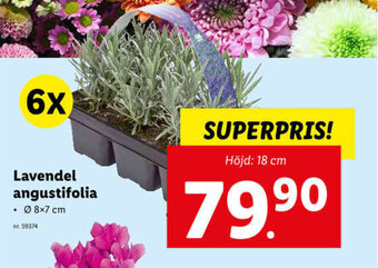 Lidl Lavendel Angustifolia erbjuda