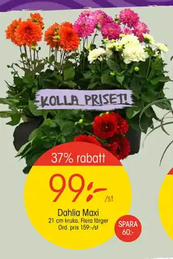 EKO Dahlia Max erbjuda