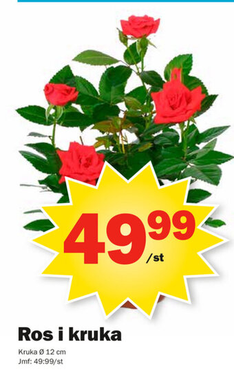 Pekås Ros i kruka erbjuda
