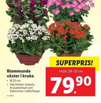 Lidl Blommande Växter i Kruka erbjuda