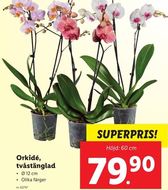 Lidl Orkidé Tvåstänglad erbjuda