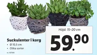 Lidl Suckulenter i Korg erbjuda